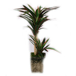 Yucca Artificial Plant in Pot - 14 inches - Jodhpuri Online