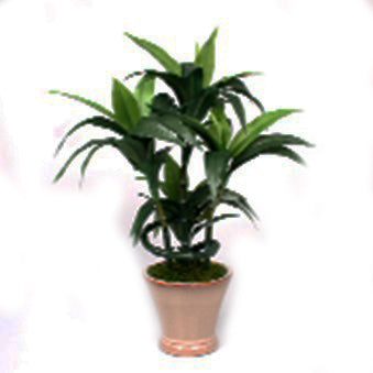 Dracaena Artificial Plant in Ceramic Pot - 18 inches - Jodhshop